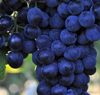 De Bortoli Wines Bilbul - Lightning Ridge Tourism