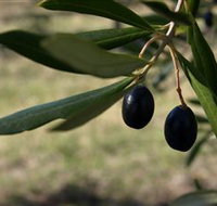 Red Rock Olives - Lightning Ridge Tourism