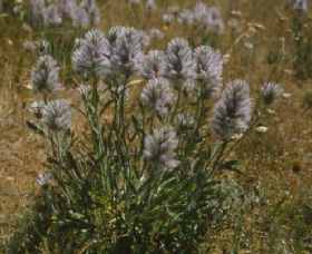 Terrick Terrick National Park - Lightning Ridge Tourism 0