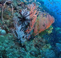 SS Yongala Dive Site - Lightning Ridge Tourism