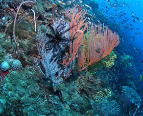 SS Yongala Dive Site - Lightning Ridge Tourism 0