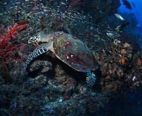 SS Yongala Dive Site - Lightning Ridge Tourism 3