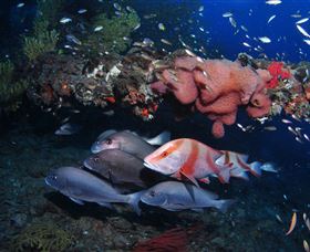 SS Yongala Dive Site - Lightning Ridge Tourism 2