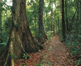 Eungella National Park - Lightning Ridge Tourism 1