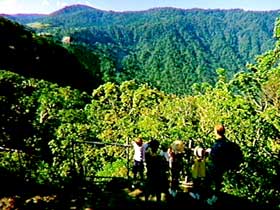 Eungella National Park - Lightning Ridge Tourism 3