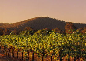 Taltarni Vineyards - Lightning Ridge Tourism 0