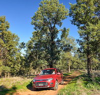 Forest drive - Lightning Ridge Tourism