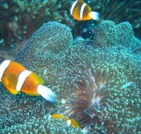 Davies Reef Dive Site - Lightning Ridge Tourism