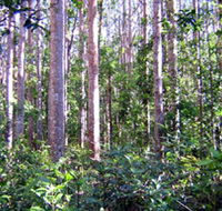 Cathu State Forest - Lightning Ridge Tourism