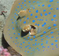 Jorgey's Patch Dive Site - Lightning Ridge Tourism