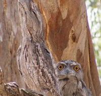Bird Watching - Lightning Ridge Tourism