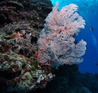 Barracuda Bommie Dive Site - Lightning Ridge Tourism