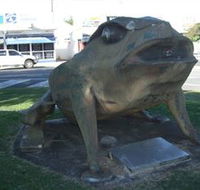 Big Cane Toad - Lightning Ridge Tourism
