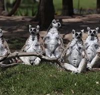 Savannah Visitor Plaza Taronga Western Plains Zoo Dubbo - Lightning Ridge Tourism