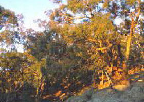 Mount Alexander Regional Park - Lightning Ridge Tourism 0