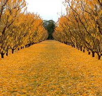 Sun Country on the Murray Farm Gate Trail - Lightning Ridge Tourism