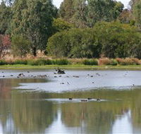 Cussen Park - Lightning Ridge Tourism