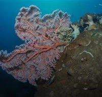 Luncheon Bay Dive Site - Lightning Ridge Tourism