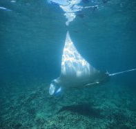 Manta Ray Bay Dive Site - Lightning Ridge Tourism