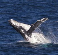 Whale Watching on Keswick Island - Lightning Ridge Tourism