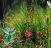 Enfield State Park - Lightning Ridge Tourism