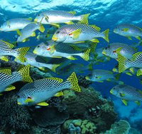 Challenger Bay Dive Site - Lightning Ridge Tourism