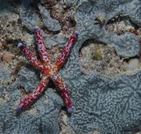 Clam Gardens Dive Site - Lightning Ridge Tourism