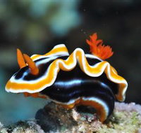 Monolith Dive Site - Lightning Ridge Tourism