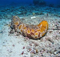 Two Towers Dive Site - Lightning Ridge Tourism