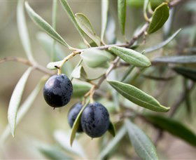 Wollundry Grove Olives - Lightning Ridge Tourism 2