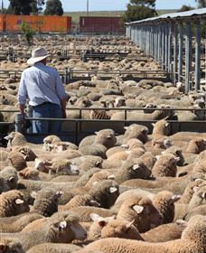 Livestock Marketing Centre - Lightning Ridge Tourism 0