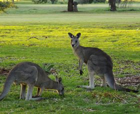 Benalla Golf Club - Lightning Ridge Tourism 1