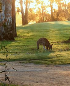 Benalla Golf Club - Lightning Ridge Tourism 4