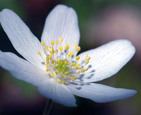 Blooms On Bridge - Lightning Ridge Tourism 1