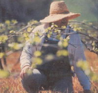 Canobolas Smith Winery - Lightning Ridge Tourism