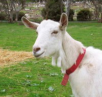 Dunkell Goats - Lightning Ridge Tourism