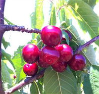 Ballinaclash Orchard and Cellar Door - Lightning Ridge Tourism