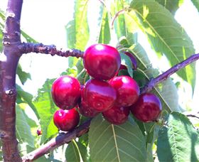 Ballinaclash Orchard And Cellar Door - Lightning Ridge Tourism 0