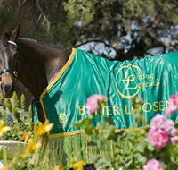 Living Legends The International Home of Rest for Champion Horses - Lightning Ridge Tourism