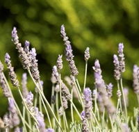 Rustique Lavender Farm - Lightning Ridge Tourism