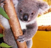 Cooberrie Park Wildlife Sanctuary - Lightning Ridge Tourism