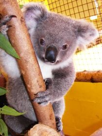 Cooberrie Park Wildlife Sanctuary - Lightning Ridge Tourism 0