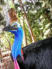 Cooberrie Park Wildlife Sanctuary - Lightning Ridge Tourism 1