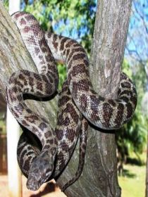 Cooberrie Park Wildlife Sanctuary - Lightning Ridge Tourism 3