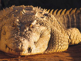 Koorana Crocodile Farm - Lightning Ridge Tourism 0