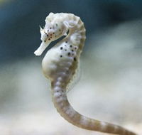 SEA LIFE Melbourne Aquarium - Lightning Ridge Tourism