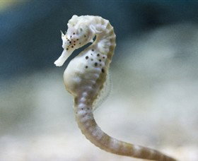 SEA LIFE Melbourne Aquarium - Lightning Ridge Tourism 0