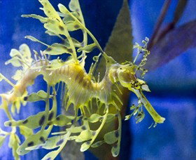 SEA LIFE Melbourne Aquarium - Lightning Ridge Tourism 1