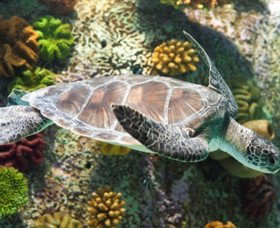 SEA LIFE Melbourne Aquarium - Lightning Ridge Tourism 5