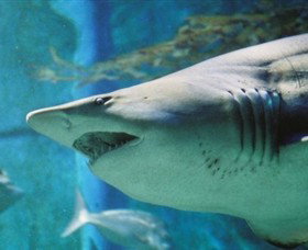 SEA LIFE Melbourne Aquarium - Lightning Ridge Tourism 8